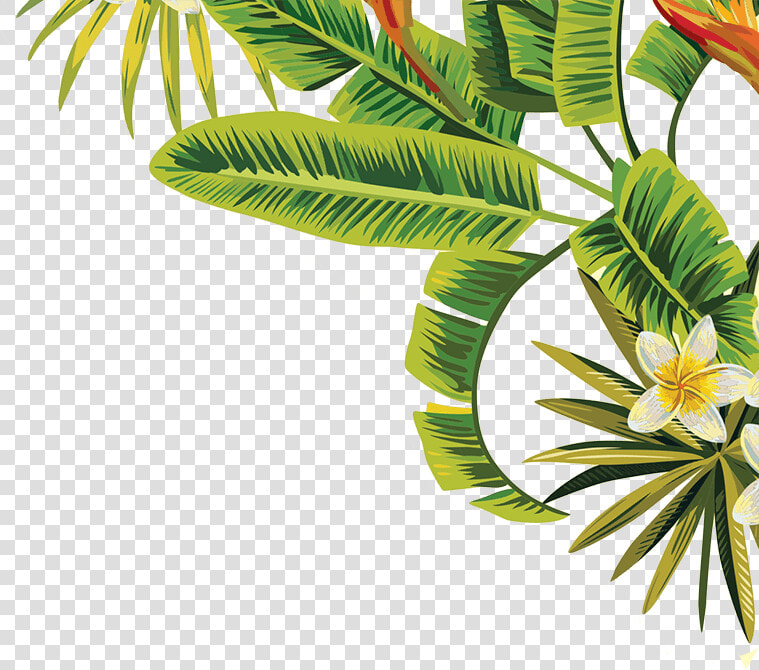 Plant Leaves  Tree Leaves  Tropical  Seeds  Plants    Tropical Palm Leaves Png  Transparent PngTransparent PNG