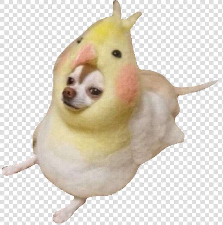  dog  meme  memes  doggo  kawaii  bird  birb  derp   Kawaii Dog Meme  HD Png DownloadTransparent PNG