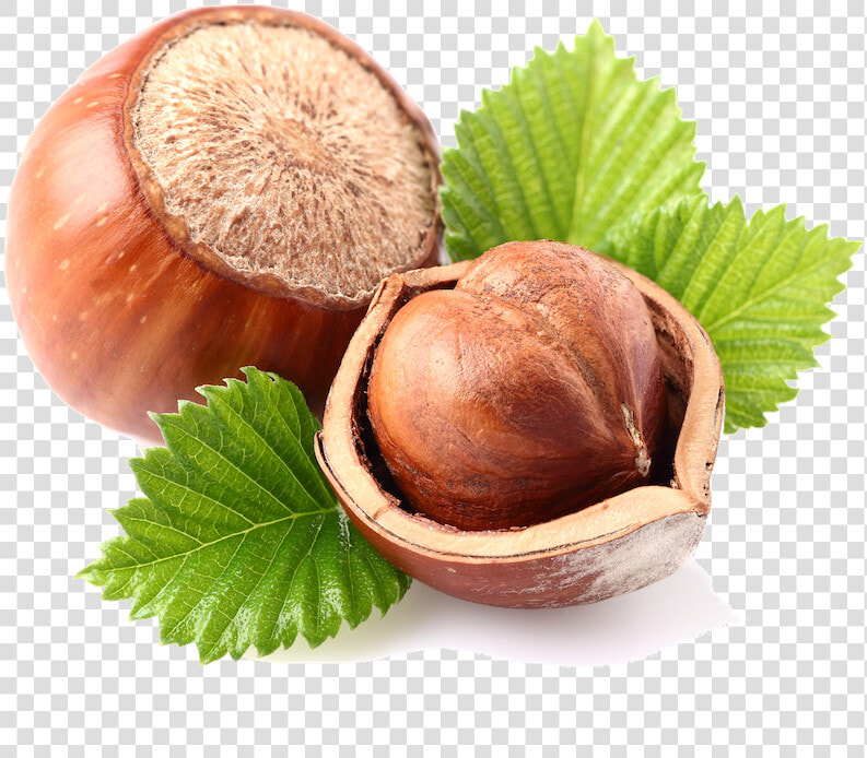 Transparent Walnuts Png   Hazelnut With Transparent Background  Png DownloadTransparent PNG