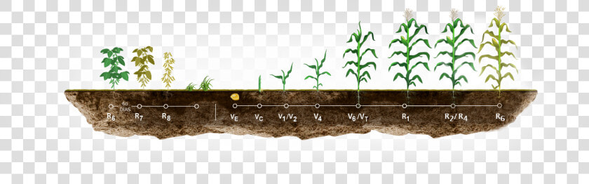 Etapas En El Cultivo De Maíz   Etapas Del Cultivo De Maiz  HD Png DownloadTransparent PNG