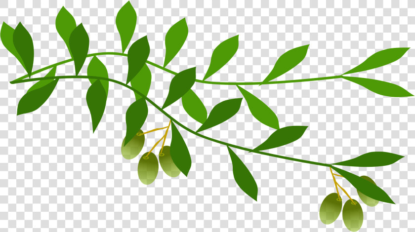 Olive Branch Leaf Laurel Wreath Tree   Olive Branch Transparent Background  HD Png DownloadTransparent PNG