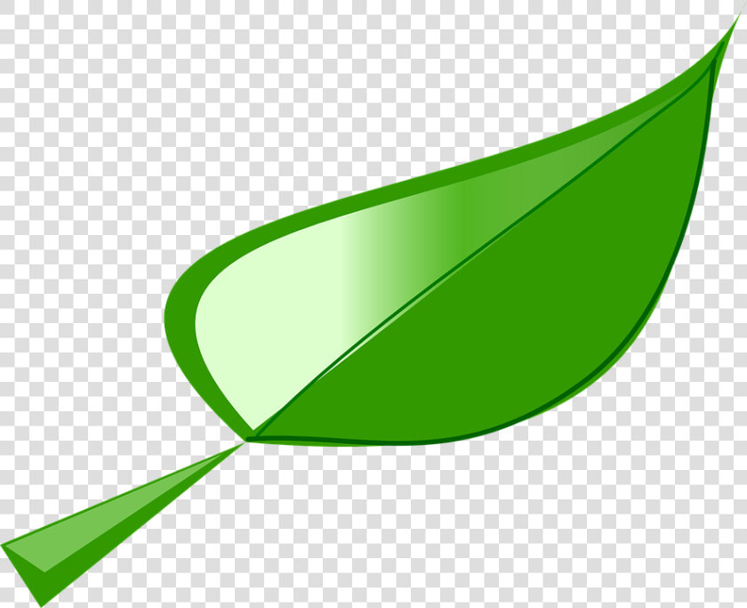 Leaf Graphic 21  Buy Clip Art   Leaf Free Clipart  HD Png DownloadTransparent PNG