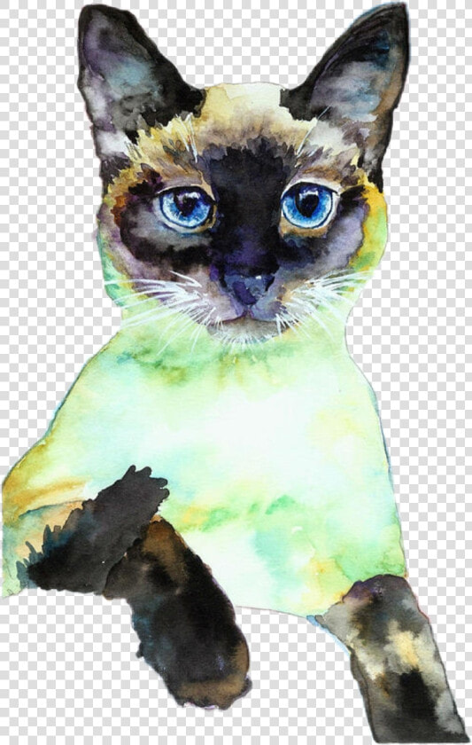  colormehappy  kitty  mykitty  miles  siamesecats  siamese   Siamese Cat Posing  HD Png DownloadTransparent PNG