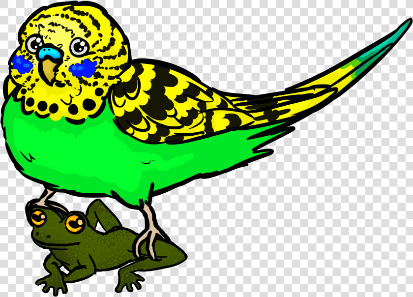 Budgie  HD Png DownloadTransparent PNG