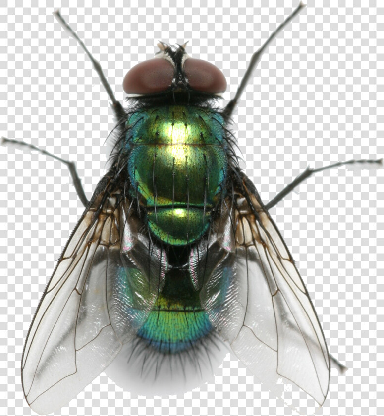 Fly Png Free Background   Fly Transparent Png  Png DownloadTransparent PNG