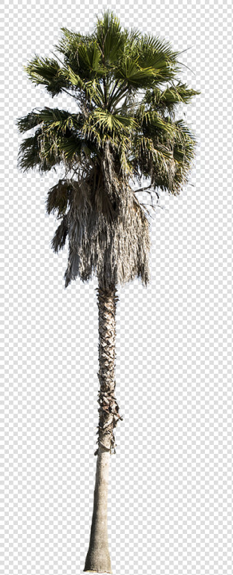 Washingtonia Palm Tree Png   Palm Tree Cutout Png  Transparent PngTransparent PNG