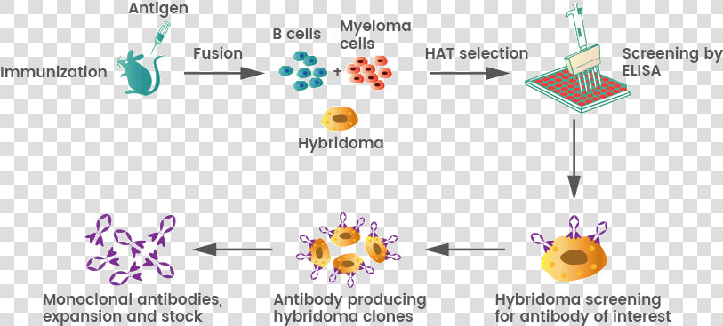 How To Generate Mouse Monoclonal Antibodies   Cartoon  HD Png DownloadTransparent PNG