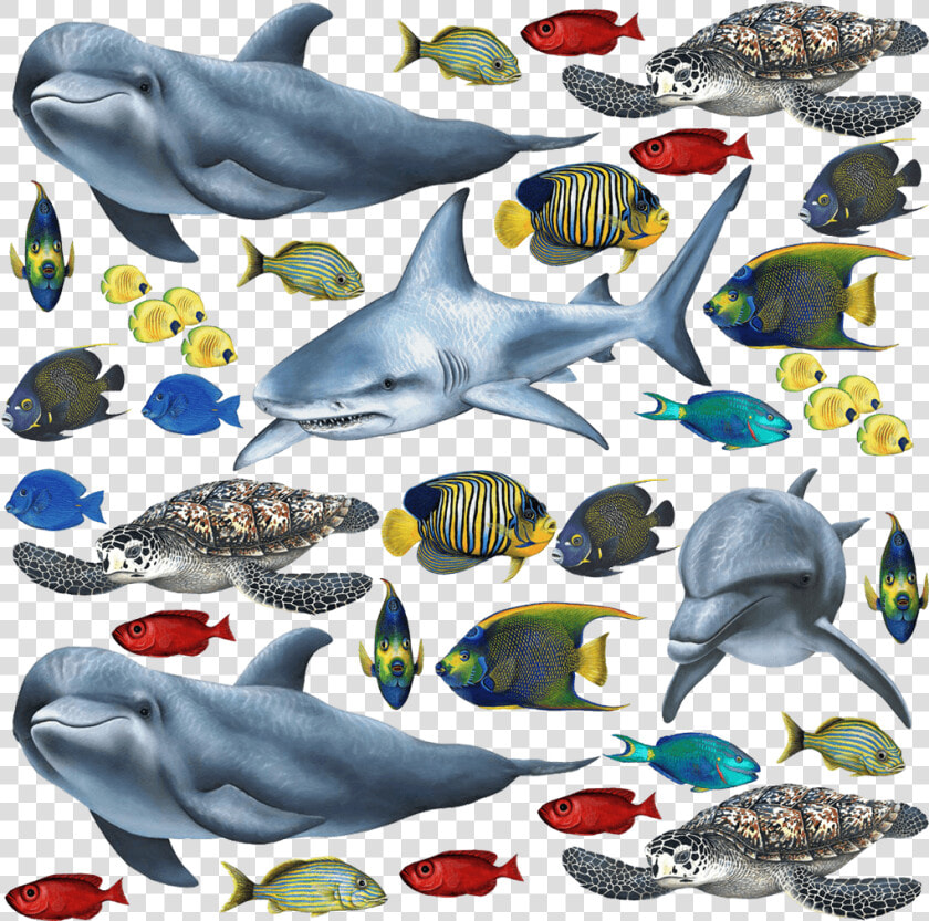 Tropical Fish And Sea Creatures Collection Economy   Size Of Sea Creatures  HD Png DownloadTransparent PNG