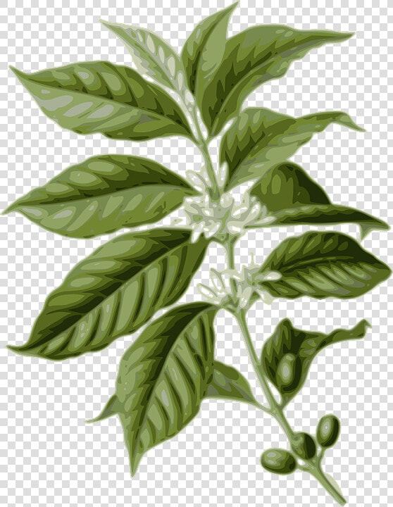 Coffee  Flower  Leaf  Leaves  Plant   Coffea Arabica  HD Png DownloadTransparent PNG