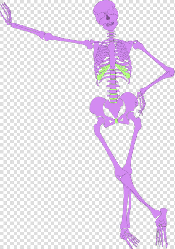 Human Skeleton Outline   Human Skeleton  HD Png DownloadTransparent PNG