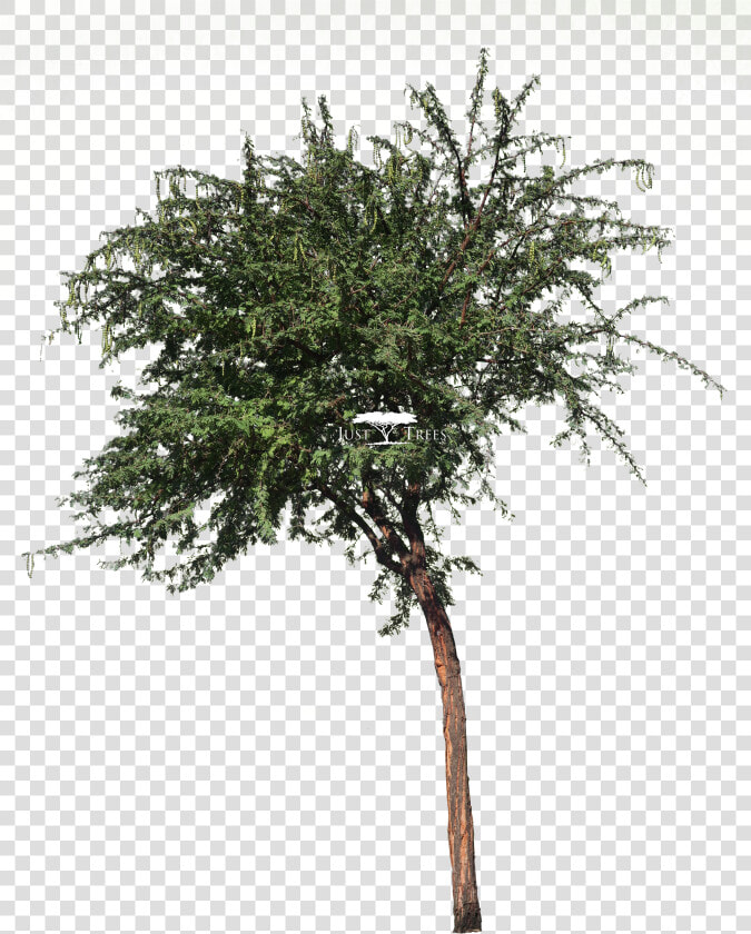 Acacia Nilotica L Vachellia Nilotica L Common Name   Pond Pine  HD Png DownloadTransparent PNG