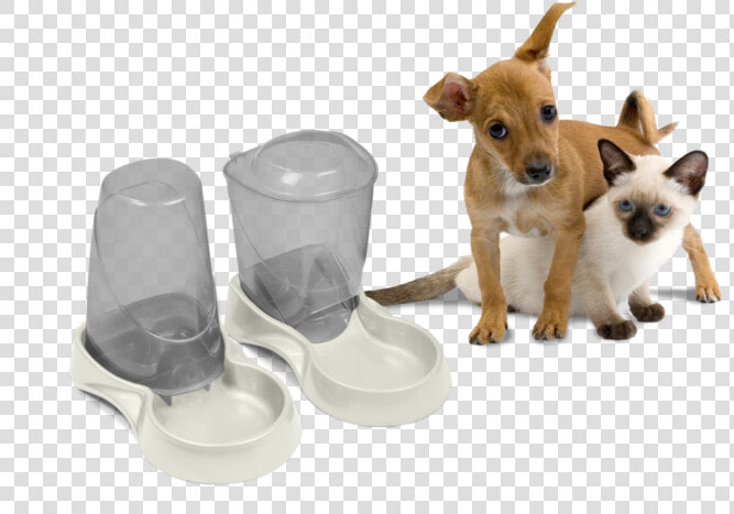 Cat Dog Autowater   Boarding Dog And Cat Together  HD Png DownloadTransparent PNG