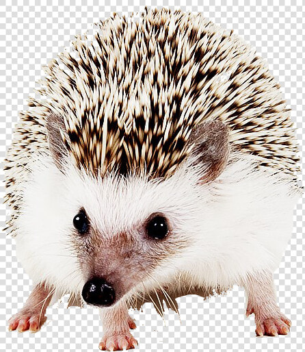 Hedgehog Png Image File   Domesticated Hedgehog  Transparent PngTransparent PNG