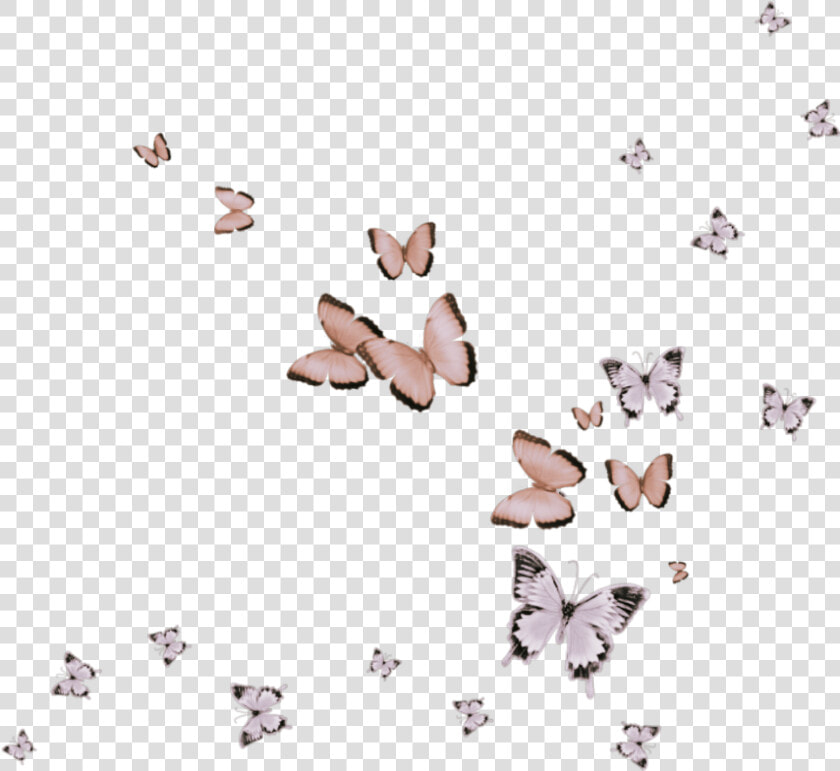  butterfly  pink  flying  animals   Skipper  butterfly   HD Png DownloadTransparent PNG