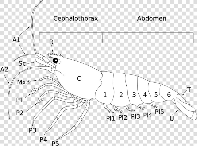 Anatomy Shrimp Png   Png Download   Homarus  Transparent PngTransparent PNG