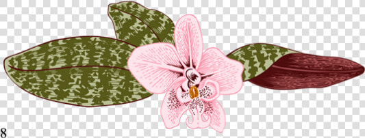 Orchid House   Moth Orchid  HD Png DownloadTransparent PNG