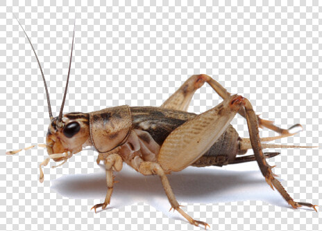 Insect Transparent Png   Insect Cricket  Png DownloadTransparent PNG