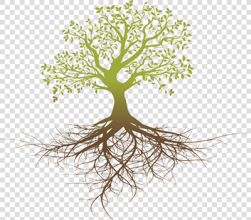 Root System Tree Oak   Tree With Roots Silhouette Png  Transparent PngTransparent PNG