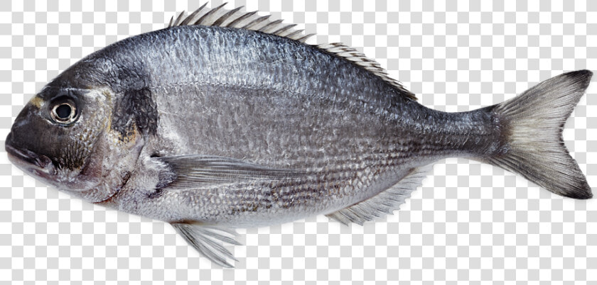 Sea Bream Farmed   Sole  HD Png DownloadTransparent PNG