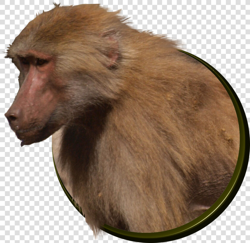 Baboon   Png Download  Transparent PngTransparent PNG