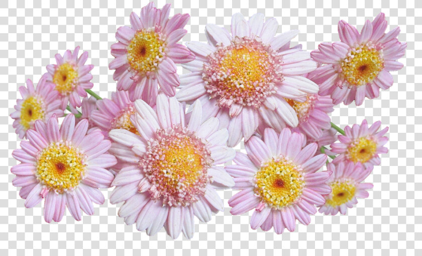 Daisies  Pink  Flowers   Chrysanths  HD Png DownloadTransparent PNG