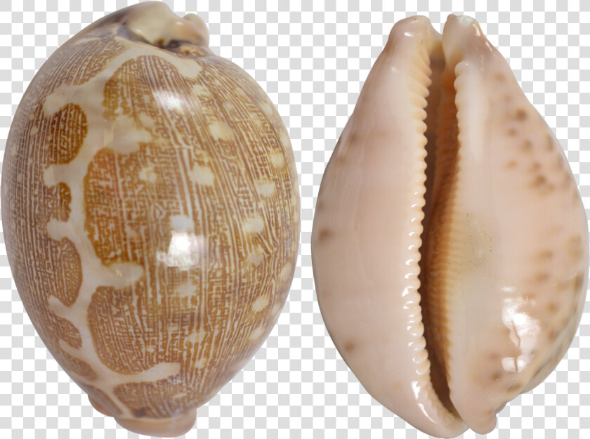 Mappa Cowrie Shell  HD Png DownloadTransparent PNG