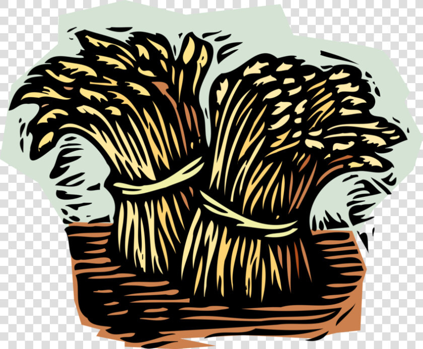 Vector Illustration Of Wheat Sheaves Sheaf Bundles   Sheaves Of Wheat  HD Png DownloadTransparent PNG