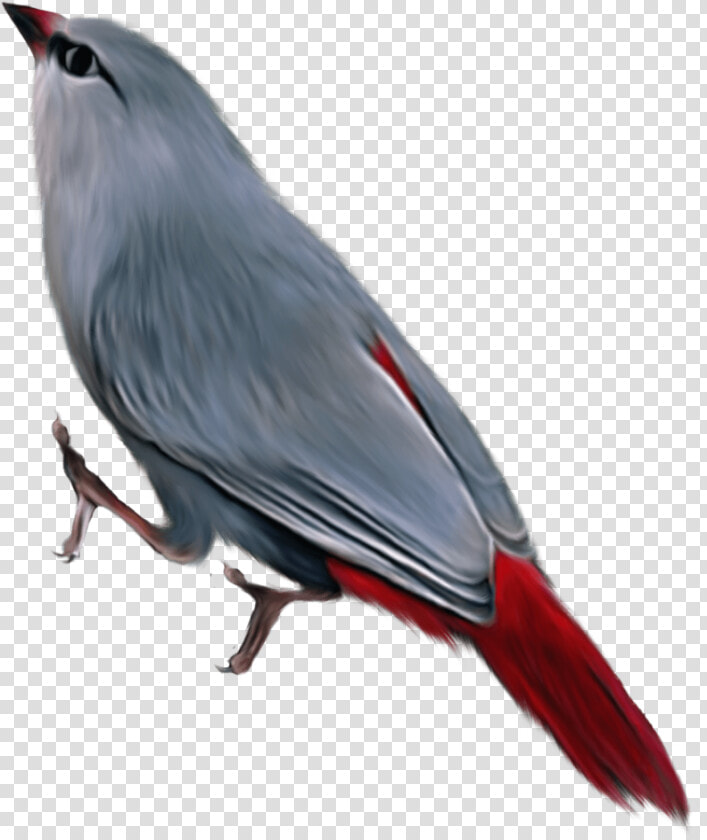 Birds   Passaros Exoticos Png  Transparent PngTransparent PNG