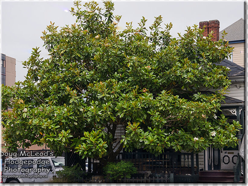 Clip Art Magnolia Tree Pic   Magnolia Tree Victoria Bc  HD Png DownloadTransparent PNG