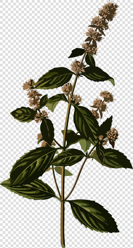 Transparent Peppermint Clipart   Peppermint Botanical Illustration  HD Png DownloadTransparent PNG