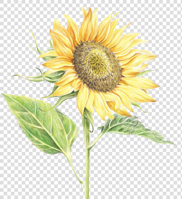 Common Sunflower Watercolor Painting  HD Png DownloadTransparent PNG