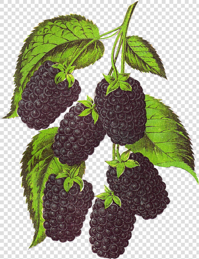 Blackberry Fruit Transparent Background Png   Blackberry Tree Png Free  Png DownloadTransparent PNG