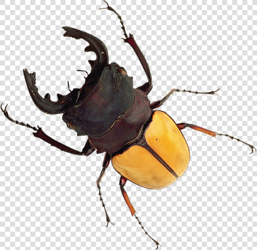 Japanese Rhinoceros Beetle  HD Png DownloadTransparent PNG