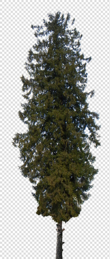 Pine Tree Png   Transparent Pine Trees Png  Png DownloadTransparent PNG