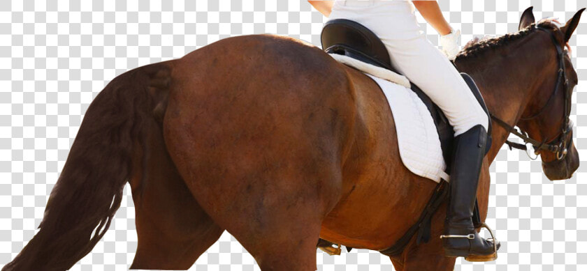 Equestrianism  HD Png DownloadTransparent PNG