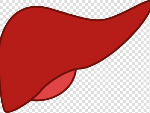 Cartoon Clipart Pancreas   Liver Clipart  HD Png DownloadTransparent PNG