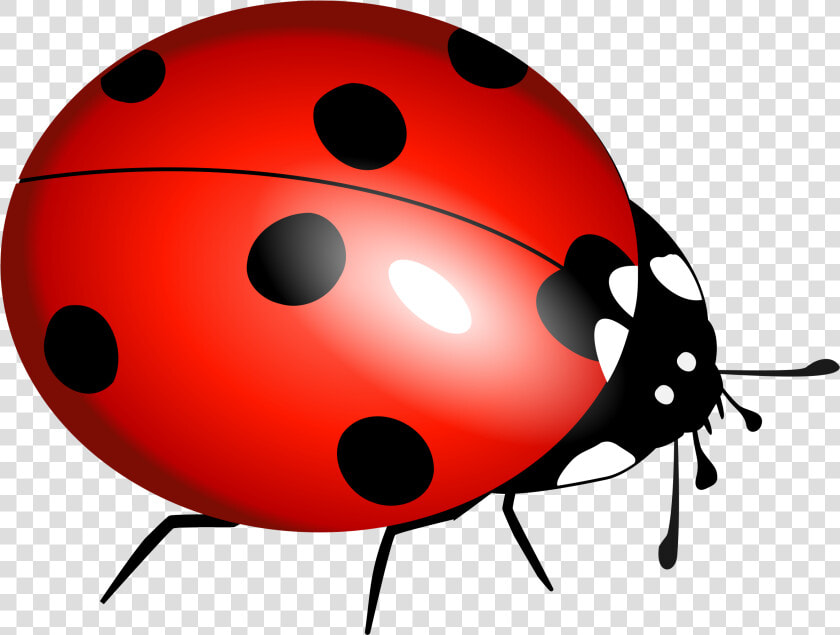 Ladybug Flying Panda Free   Ladybird Pictures To Print  HD Png DownloadTransparent PNG