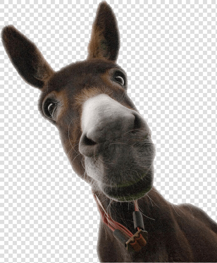 El Burro Marketing Digital   Γαιδουρι Εικονασ Αστεια  HD Png DownloadTransparent PNG