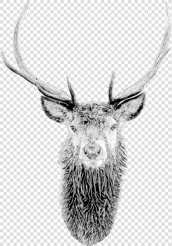 Deer Mask Deer Head Stag Mask Printable Diy Pdf Template   Portable Network Graphics  HD Png DownloadTransparent PNG