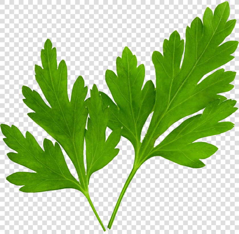 Hojas De Perejil Png   Png Download   Hoja De Cilantro Y Perejil  Transparent PngTransparent PNG