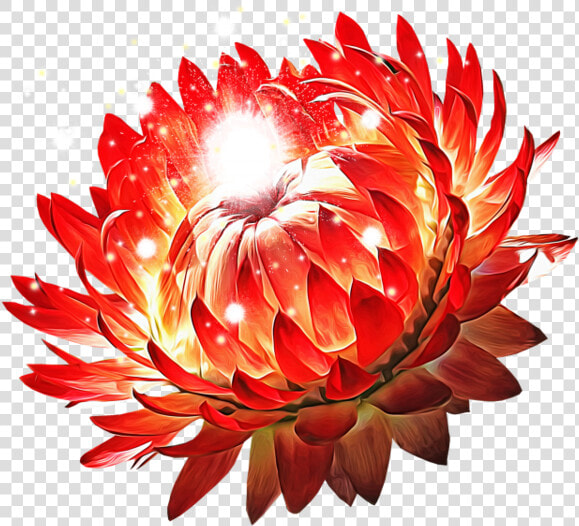 Protea  HD Png DownloadTransparent PNG