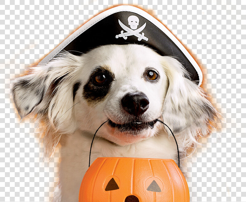 Milk Bone Study Shows Dogs Are Ultimate Trick Or Treaters   Trick Or Treating Dog  HD Png DownloadTransparent PNG