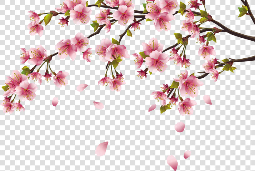 Peach Blossom Png   Cherry Blossom Png  Transparent PngTransparent PNG