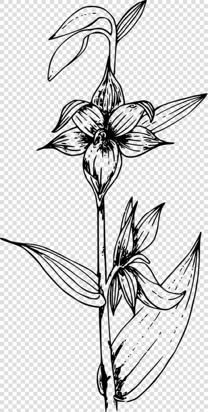 Orchids Png Black And White  Transparent PngTransparent PNG