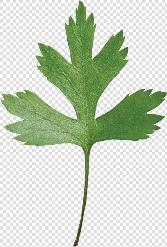 Parsley Hawthorn Leaf  HD Png DownloadTransparent PNG