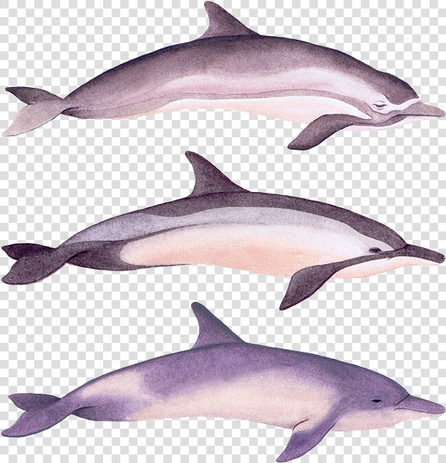 Dolphins   Png Download   Common Bottlenose Dolphin  Transparent PngTransparent PNG