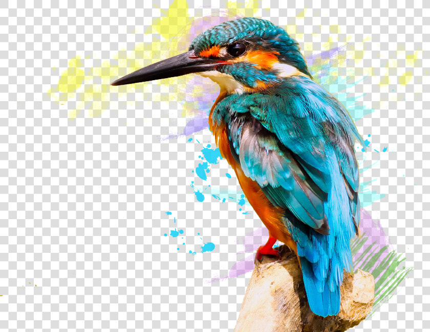 Huawei P20 Lite   Kingfisher Bird Png Hd  Transparent PngTransparent PNG