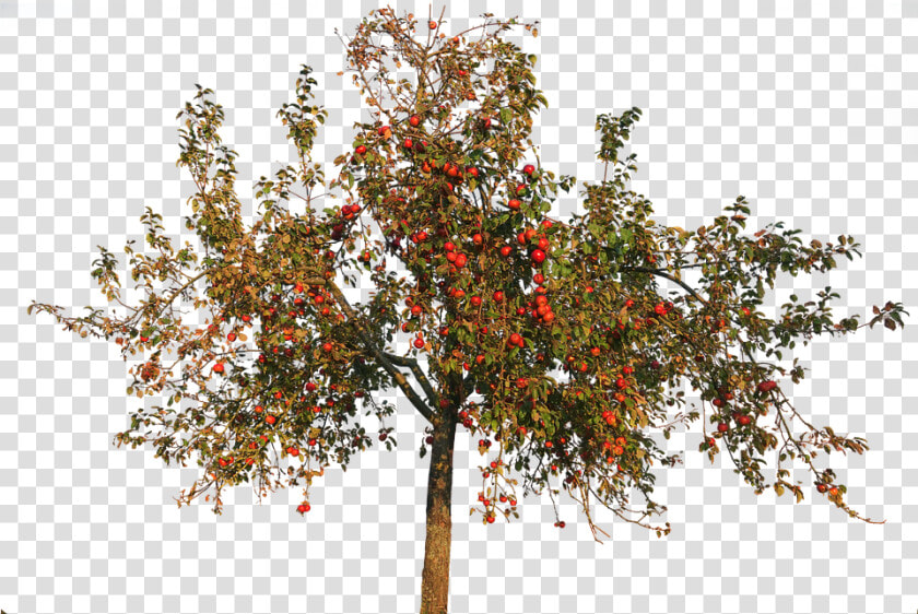 Transparent Apple Trees   Apple Tree Autumn Png  Png DownloadTransparent PNG