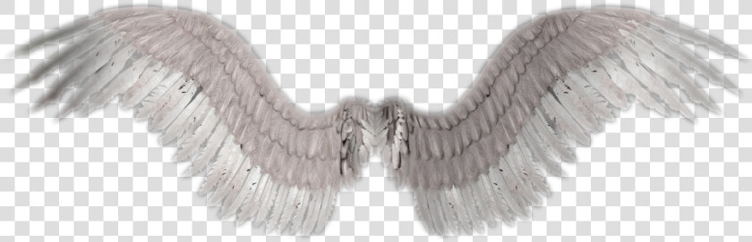 Angel Wings Png Transparent   Angel Wings No Background  Png DownloadTransparent PNG