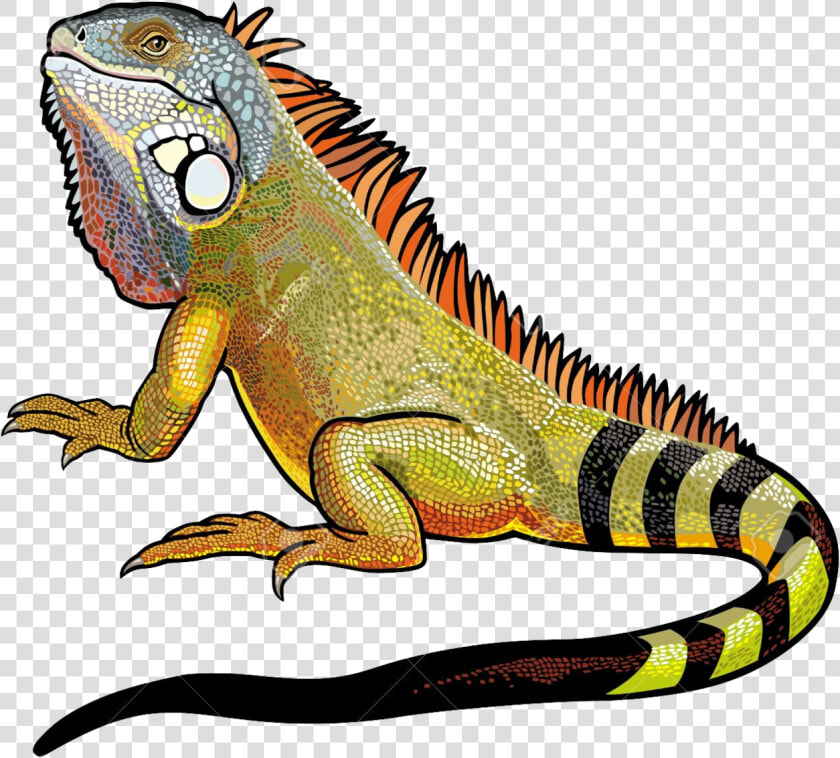 Iguana Vector  HD Png DownloadTransparent PNG